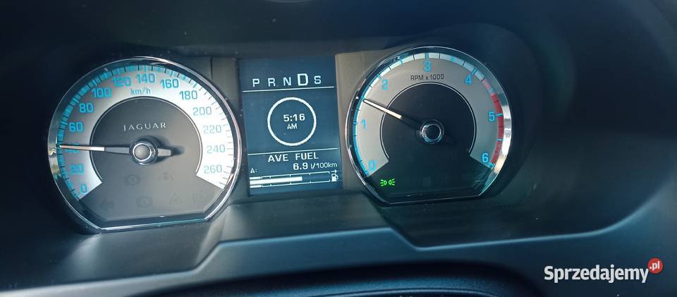 Ładny jaguar Nowy Targ