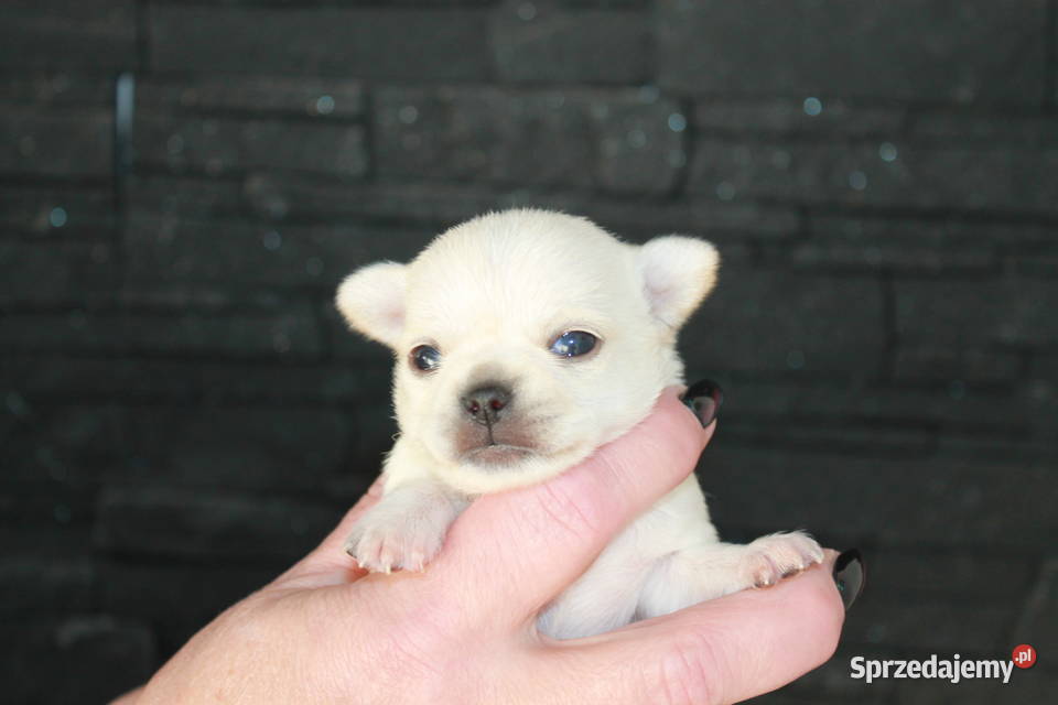 Chihuahua długowłosy chłopiec ZKwP FCI z