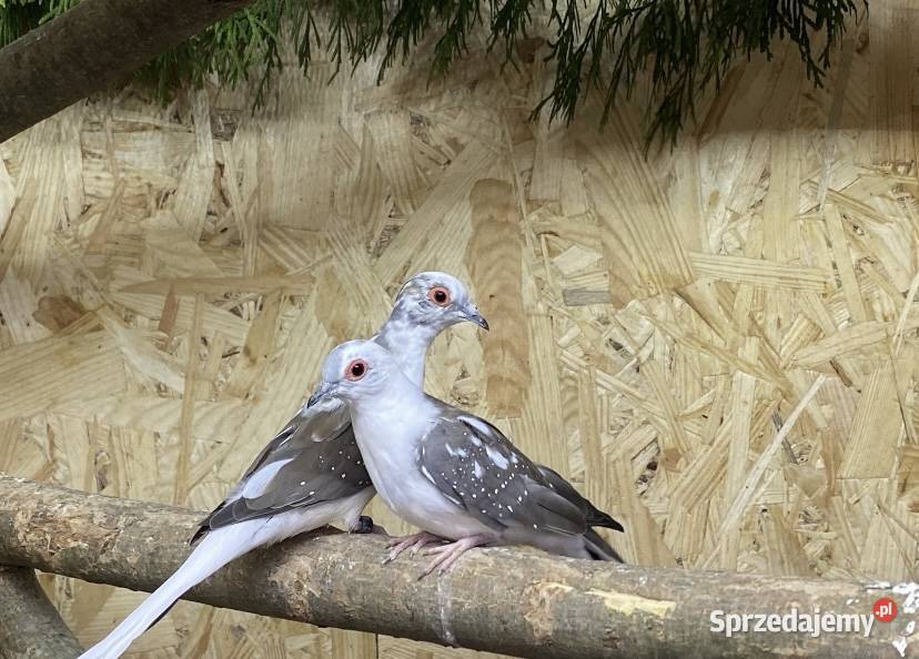 gołąbki gołąbek diamentowy świętokrzyskie Busko-Zdrój sprzedam