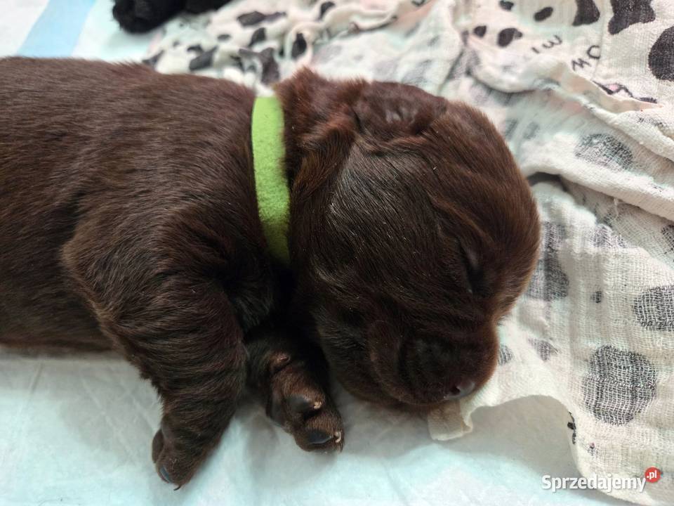 Labrador Retriever ZKwP FCI Szczenięta kujawsko-pomorskie Lniano