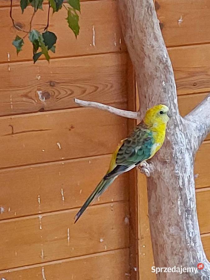 Papugi Świergotki Klęcino