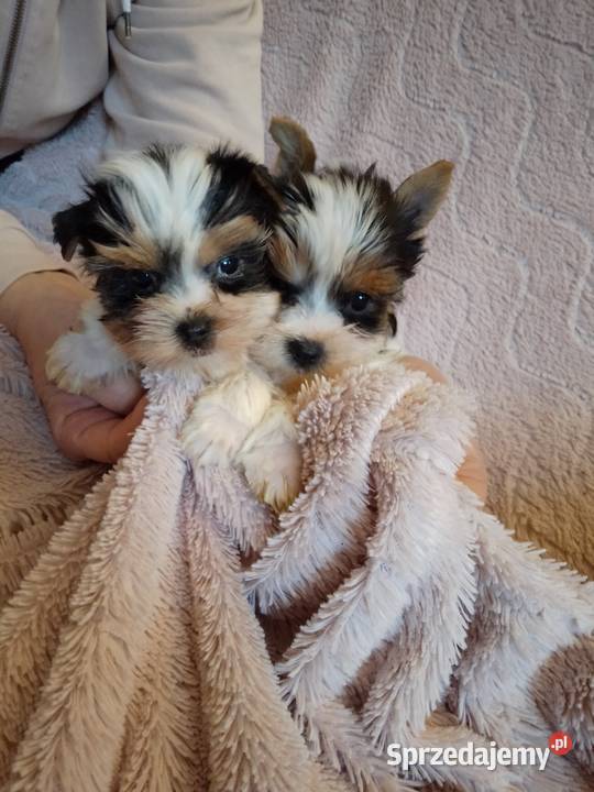 Sprzedam sunie Yorkshire Terrier Bewer Tanowo sprzedam