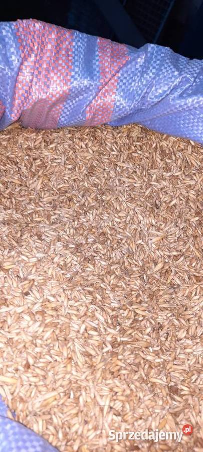 Owies bezłuskowy łódzkie