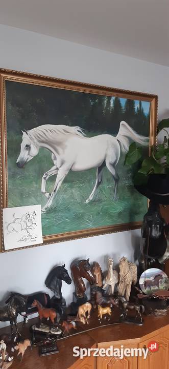 Ogier arabski mazowieckie Góra Kalwaria