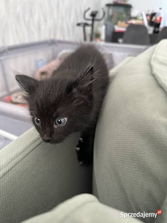 Rodowodowe kotki syberyjskie dolnośląskie Świerzna sprzedam