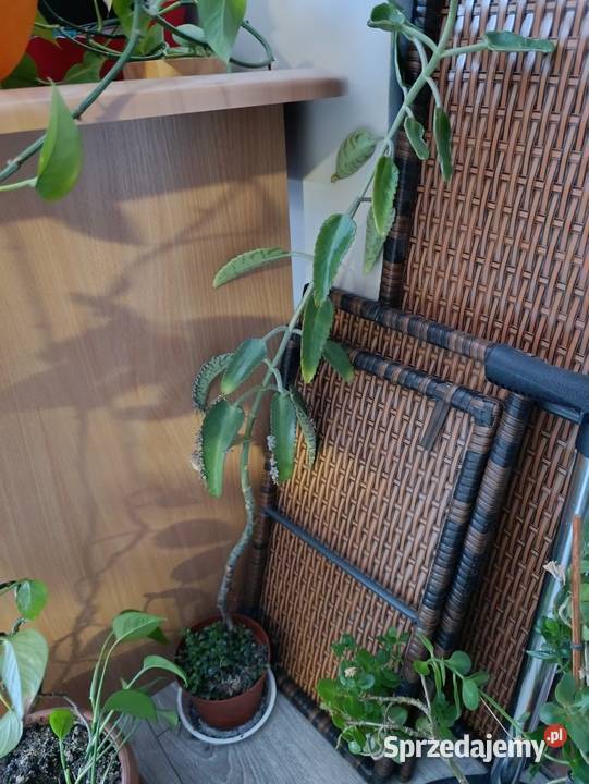 żyworódka kolejna 90 Poznań