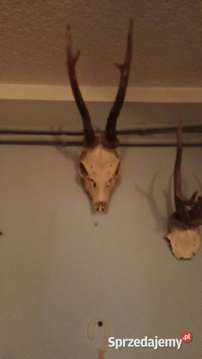 Rogi kujawsko-pomorskie Toruń