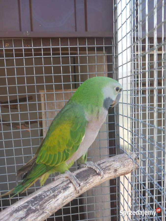 Sprzedam Aleksandrety Chińskie z woliery opolskie Ozimek