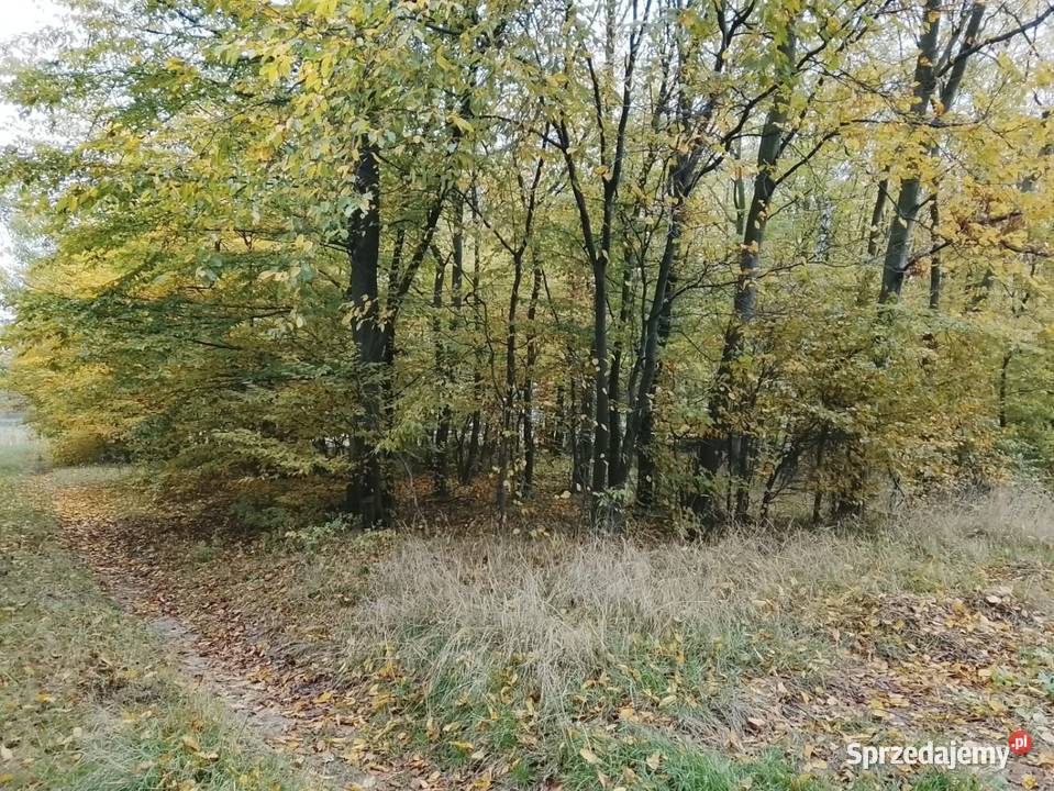 Drzewo na pniu Leśnictwo Tomaszów Lubelski