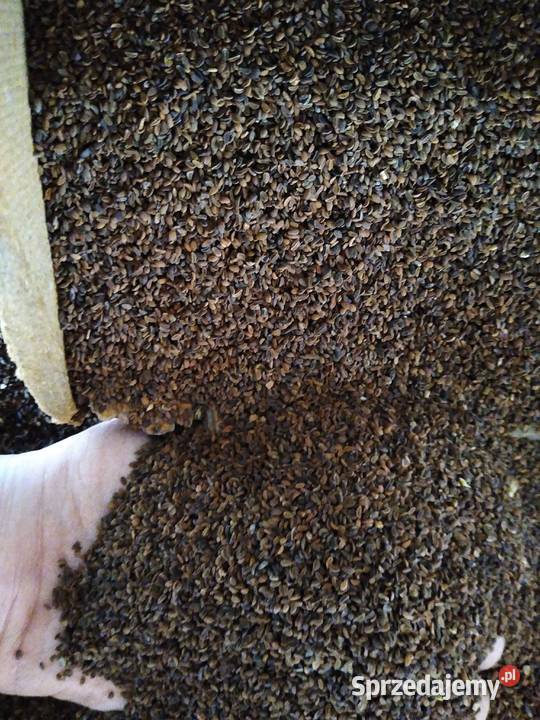 Facelia błękitna Żarnów