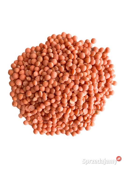 Hurtowa soczewica czerwona śląskie Walaszczyki
