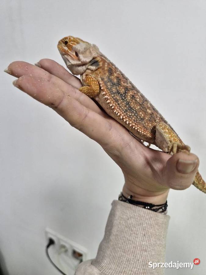 Agama Brodata rożne odmiany barwne w roznym sprzedam