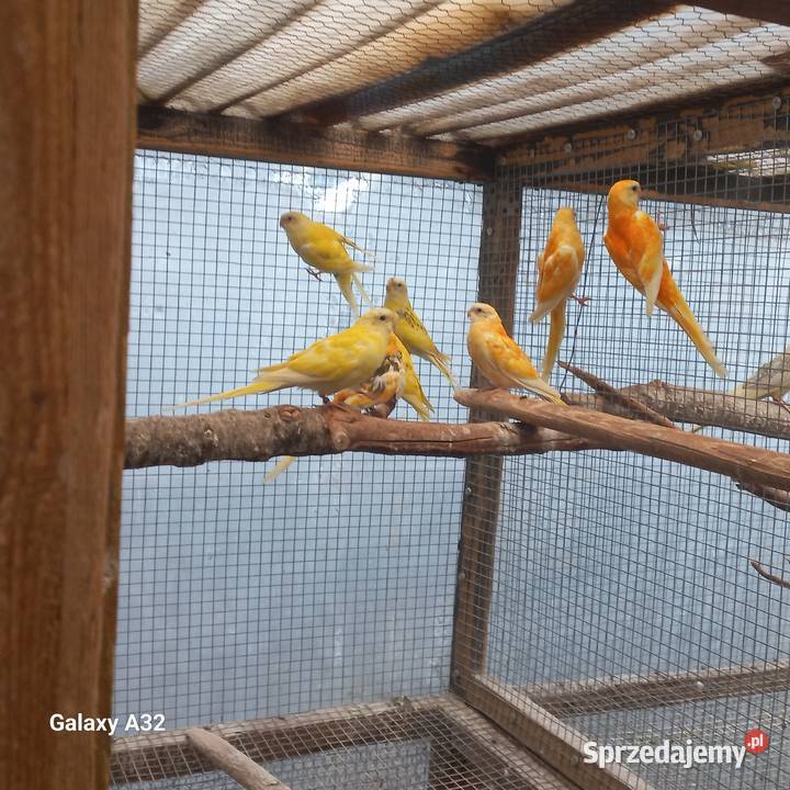 Świergotki seledynowe dorosłe i młode mazowieckie sprzedam