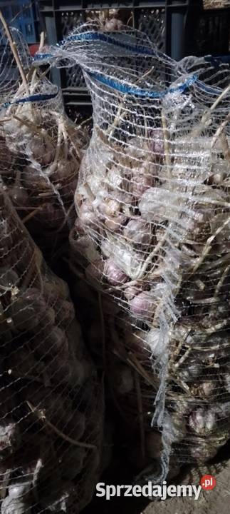 Czosnek Harnaś Błoniec