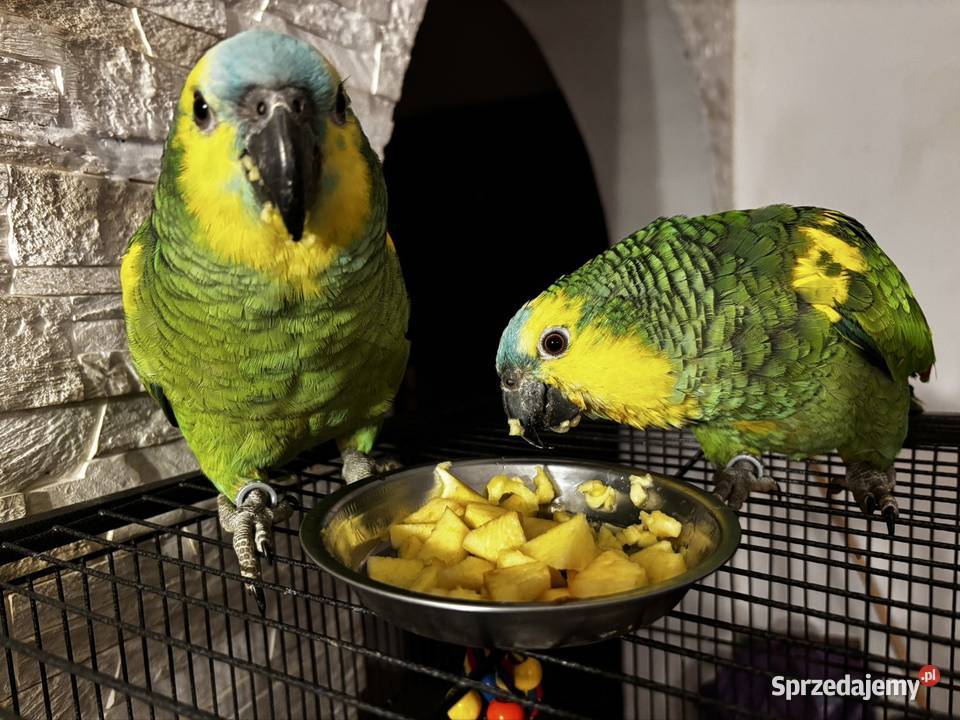 Amazonka xantoperix ręcznie karmiona świętokrzyskie Kielce