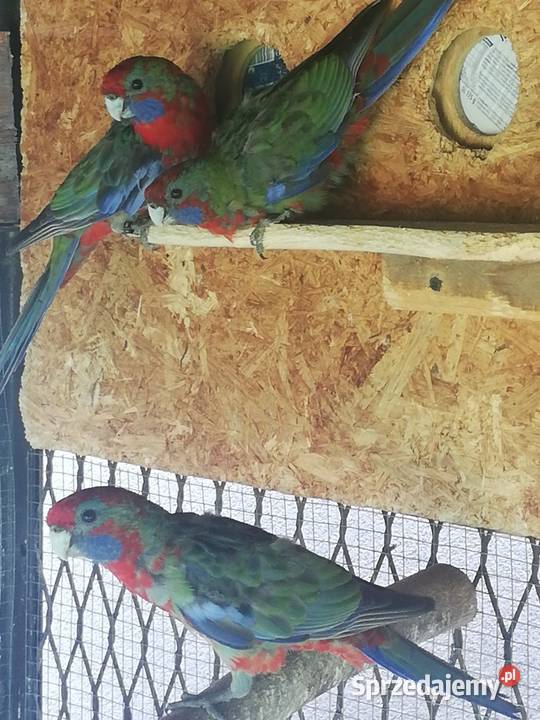 Sprzedam rozelle królewskie małopolskie Nowy Sącz