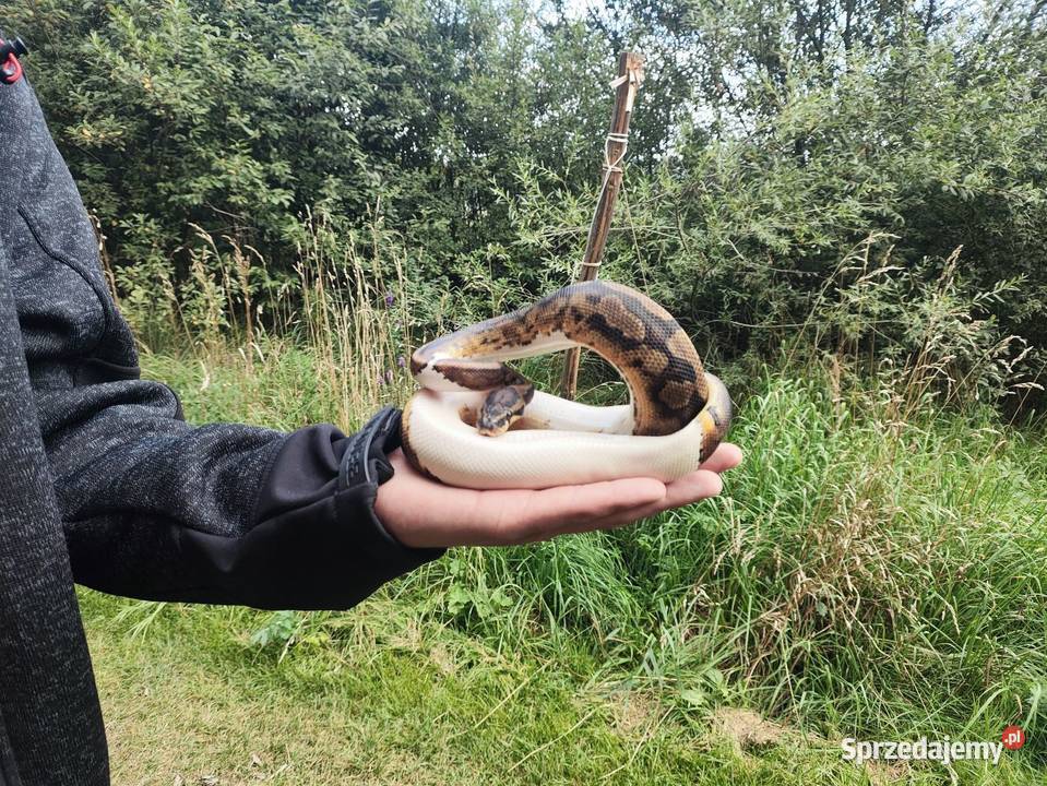Piękne Regiusy podkarpackie Wetlina sprzedam