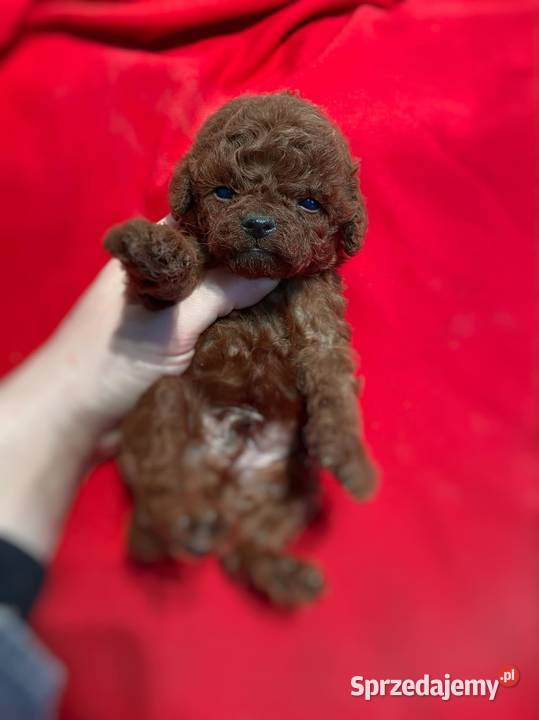 Sliczne szczenieta Pudel toy red brown dolnośląskie Oława