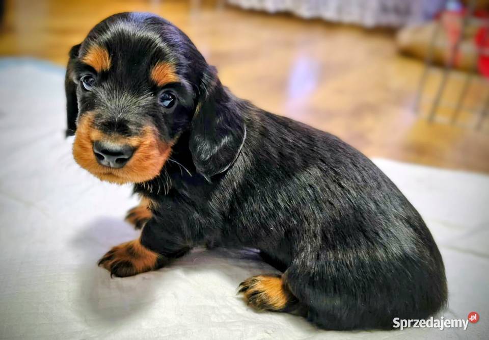 Jamniczek długowłosy Żychlin