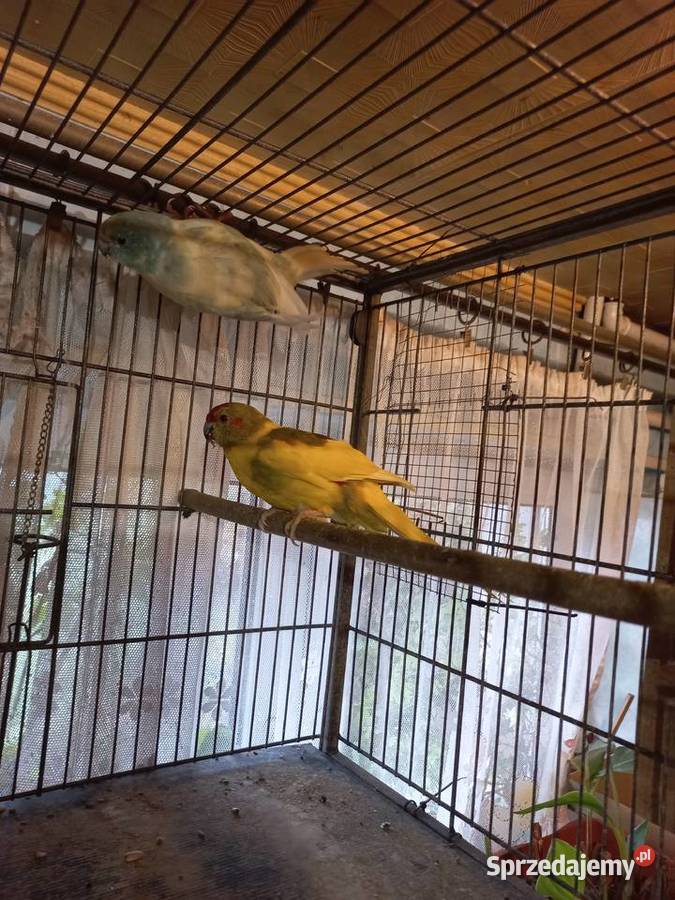 Papugi modrolotki małopolskie