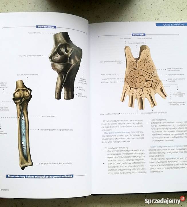 Atlas anatomii Mazurek Justyna fa Goleniów sprzedam