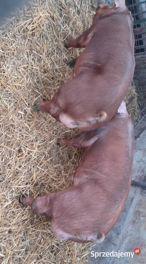 Knurki Duroc duńskiej genetyki wielkopolskie Strzałkowo