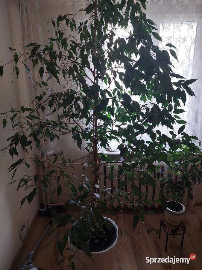 Sprzedam roślinę doniczkową Kwiat FICUS
