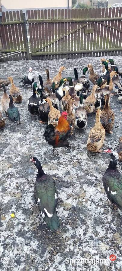 Kaczki staropolskie i dworki Drób i ptactwo Kraśnik