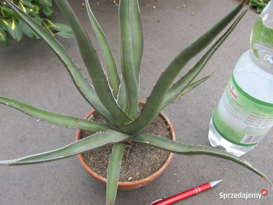Mrozoodporna agawa do 18 C Agave funkiana ponad Kraków