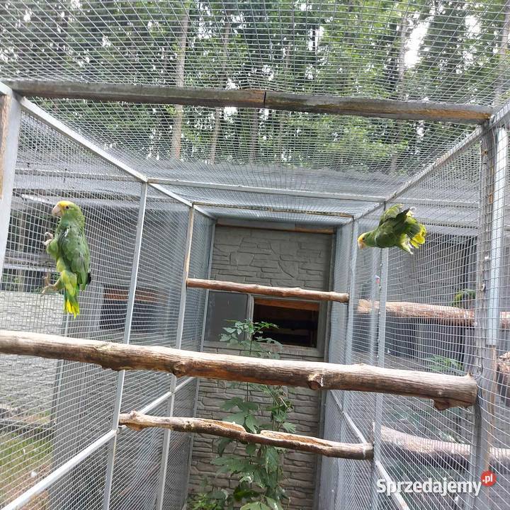 Amazonkiaryzako łódzkie