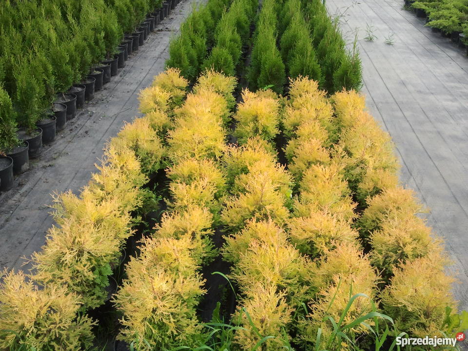 tTUJA SZMARAGD THUJA SMARAGD ŻYWOTNIK ZACHODNI Ossolin