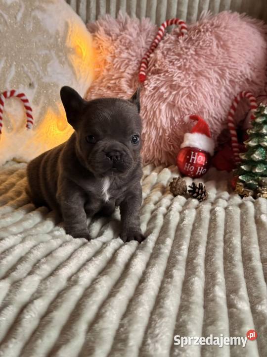 Buldog francuski do rezerwacji Częstochowa