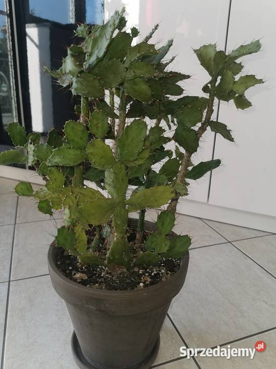 Sukulent kaktus opuncja brazylijska