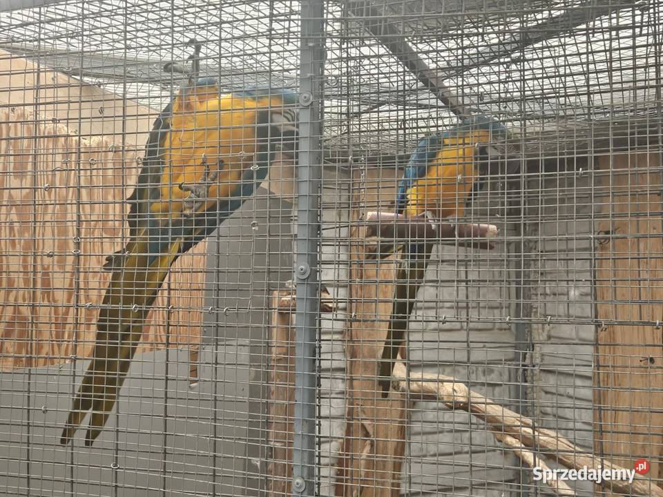 Sprzedam Arara arauna Para Gostyń