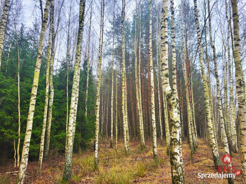 Działka 32000m2 Dubicze Cerkiewne 32000m2