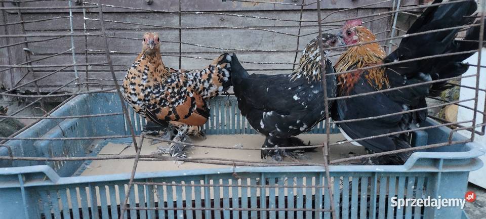 Jajka lęgowe karzełka liliput lubelskie