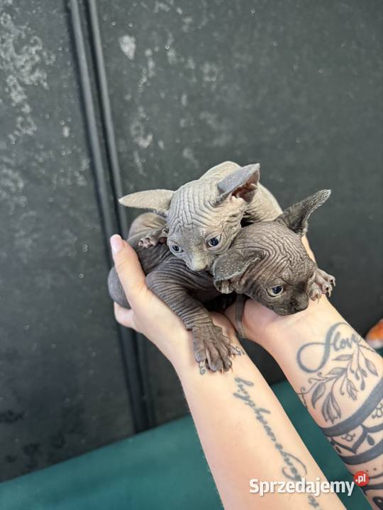 Sfinks Sfinks Godziszów