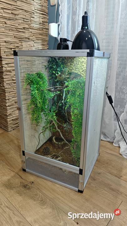 Kameleon Jemeński samiec Terrarium Zestaw Przedborów