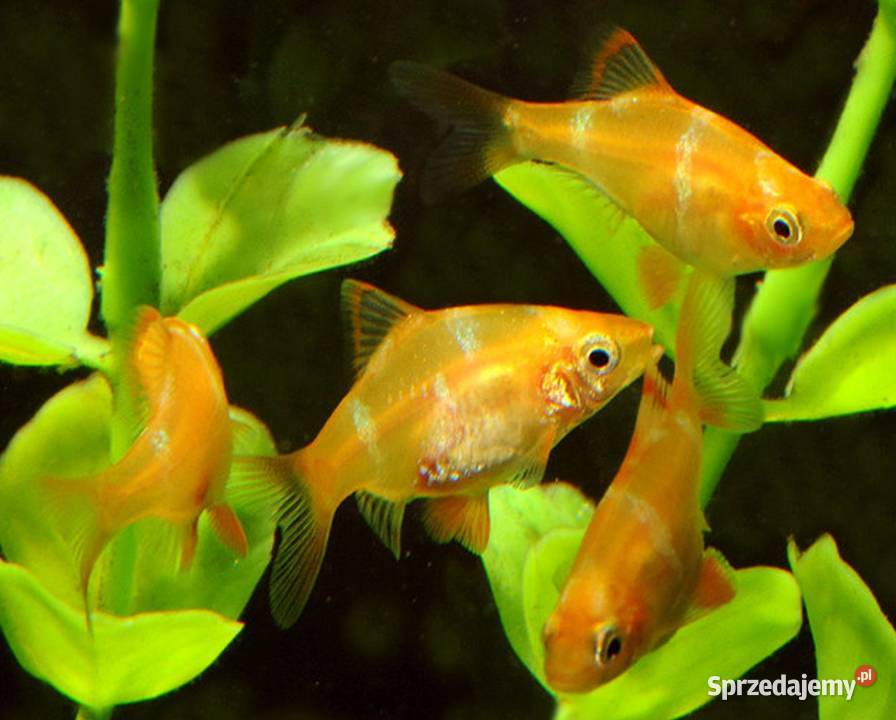 Brzanka sumatrzańska Puntigrus tetrazona ALBINOS Ryby Gdańsk