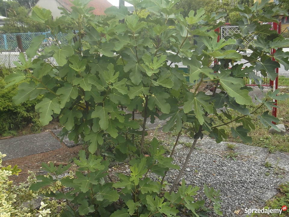 Figowiec północny Peretta MROZOODPORNY figa Rośliny Zator