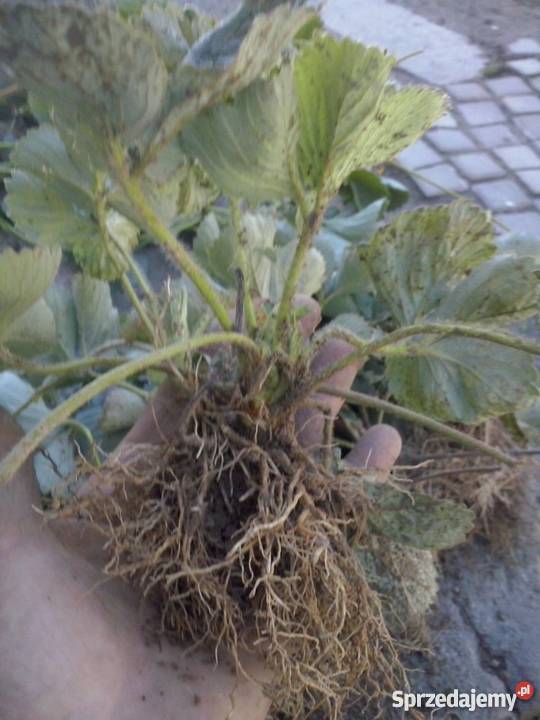 Truskawka Zenga 015 lubelskie Krasnystaw