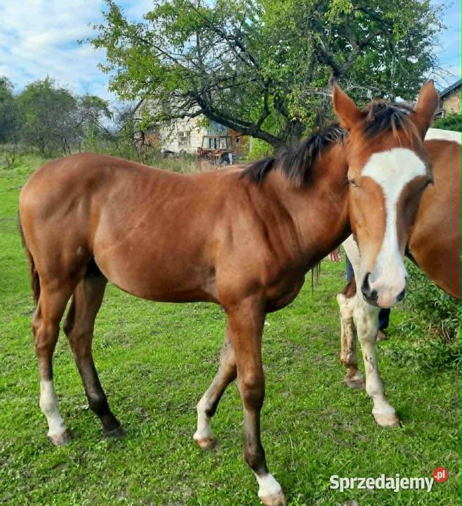 Sprzedam gniadego ogierka ur01032025 Czeluśnica