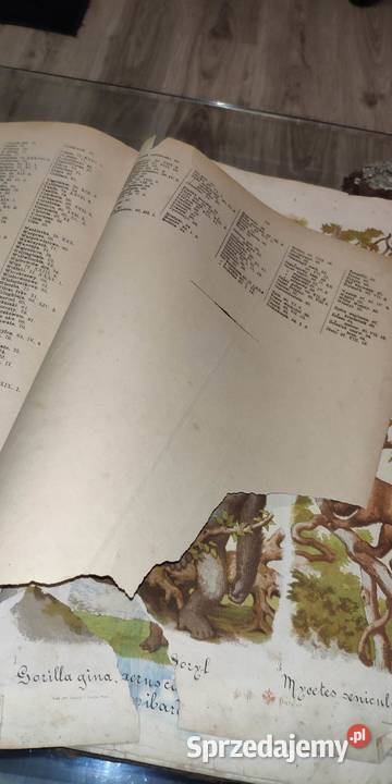 Atlas zoologii botaniki i mineraologii 1887 pomorskie