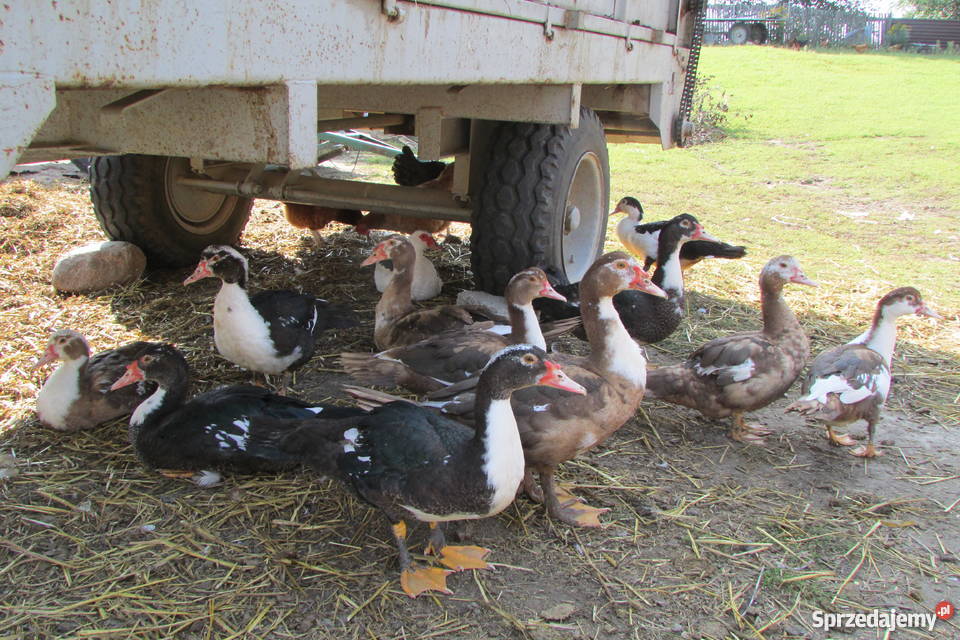 Kaczki piżmowe francuskie świętokrzyskie Świrna