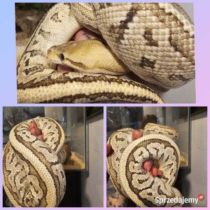 Sprzedam hodowle pytonow królewskich Koszalin sprzedam