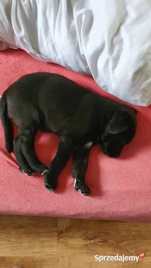sprzedam szczeniaki labrador mix Płock sprzedam