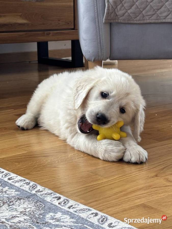 Szczenięta Golden Retriever ZKwP FCI Bierna