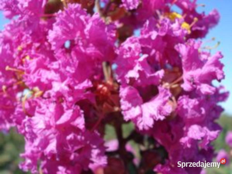 LAGERSTROEMIA BEZ POŁUDNIA sadzonki 100 w don Ustronie