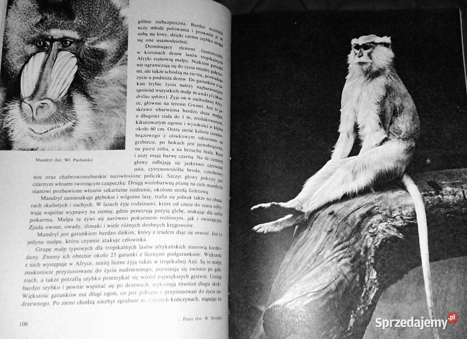 Ssaki Włodzimierz Serafiński Ewa Chełm