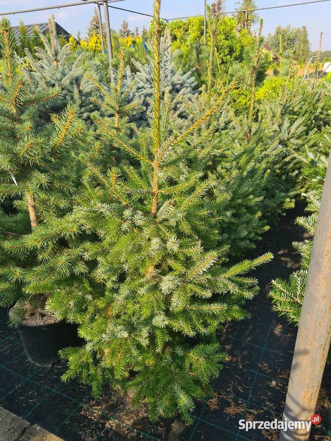 Thuja Yellow Ribbon żółta 80100 PRODUCENT Rydzyny